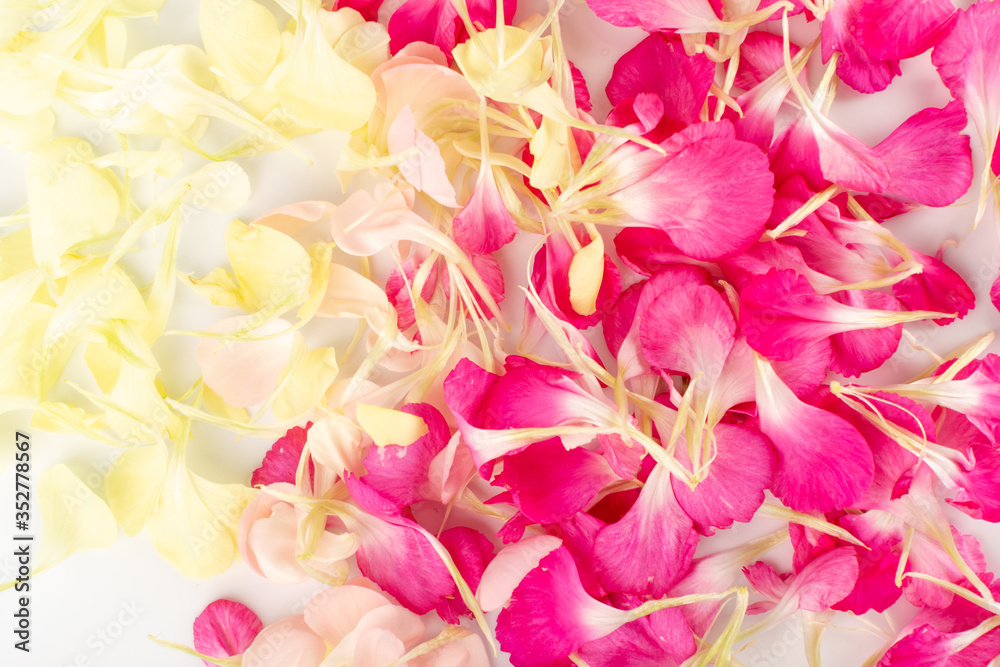 Pink Carnation Petals Texture, Dianthus or Schabaud Background Pink Carnation Petals Texture, Dianthus or Schabaud Background
