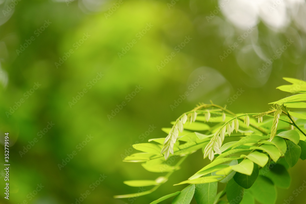 Choose the focus point on the leaf,The leaves are fresh green with copy space. Choose the focus point on the leaf,The leaves are fresh green with copy space.
