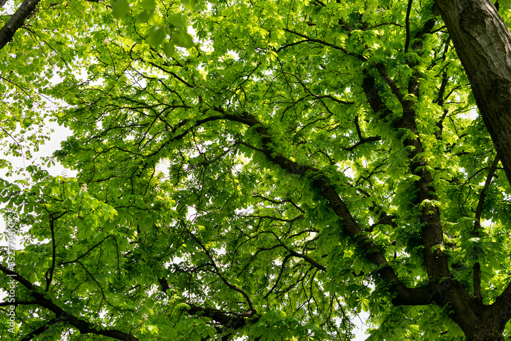 Fototapeta premium Young Light Green Spring Leaves in Sunshine Day