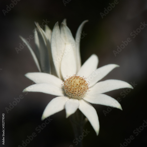 The flannel flower, (Actinotus helianthi ) is a common species of flowering plant native to the bushland around Sydney, New South Wales, Australia. photo
