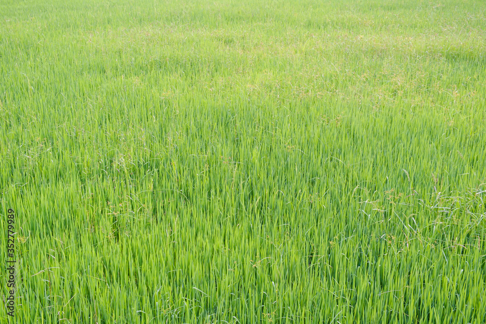 Rice is growth in the rice paddies.Bright green grass.The seedlings of rice are light green. Rice is growth in the rice paddies.Bright green grass.The seedlings of rice are light green.