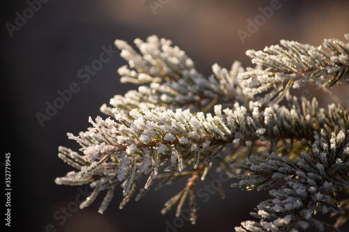 spruce branch covered in frost