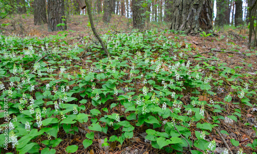Maianthemum bifolium, false lily of the valley or May lily