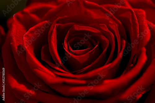 .Macro macro close up shot of a red rose with shadows and highlights