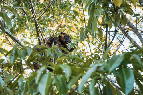 close-up shot of beautiful Tree-kangaroo on branch in Atherton tablelands, Queensland Australia