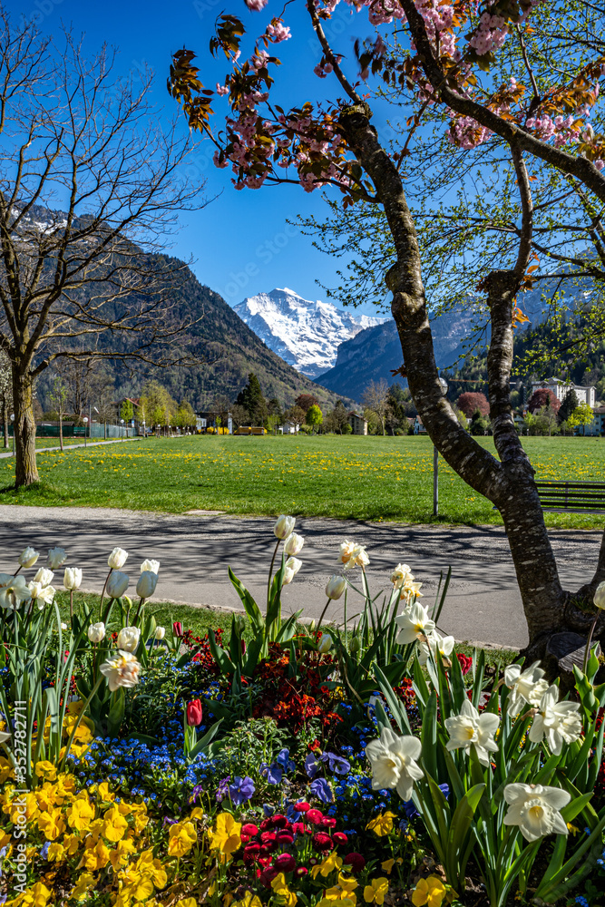 Jungfrau von Höhenmatte Interlaken im Frühling mit Blumen
