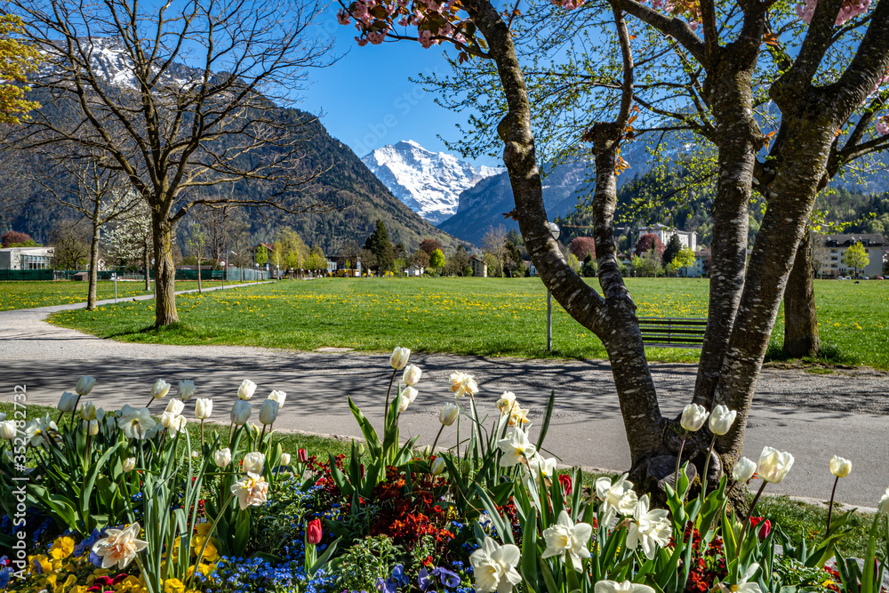 Jungfrau von Höhenmatte Interlaken im Frühling mit Blumen