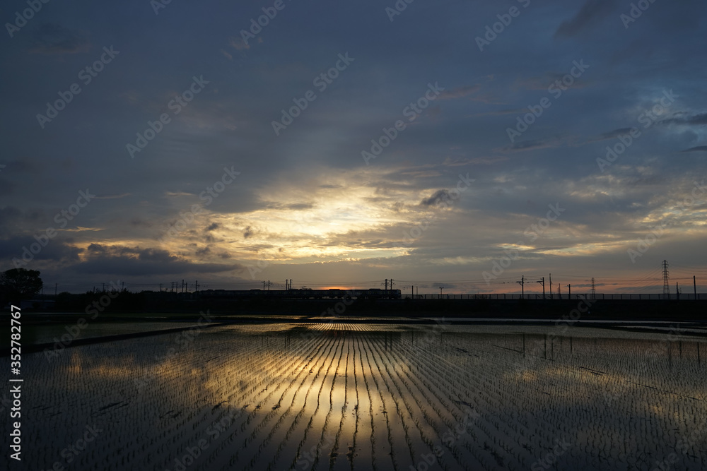水田の夕景 水田の夕景