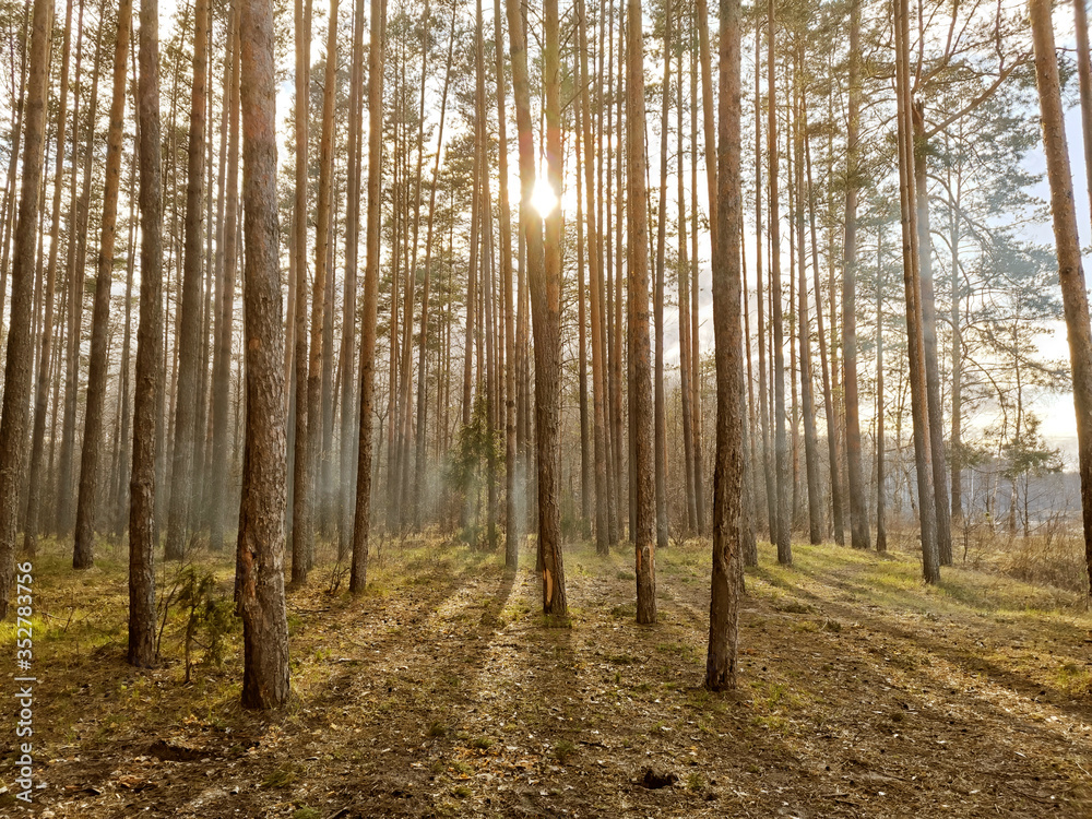 Sun rays shine through the forest