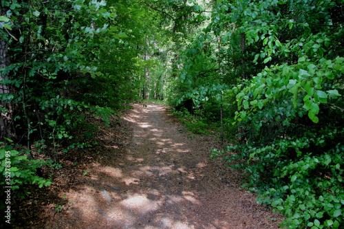 wundersch  ner Waldweg im Fr  hling mit frischem gr  n