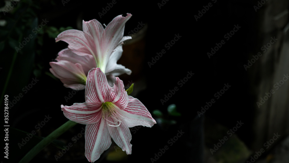 Amaryllis belladonna, Jersey lily, belladonna-lily, naked-lady-lily, March lily Amaryllis belladonna, Jersey lily, belladonna-lily, naked-lady-lily, March lily