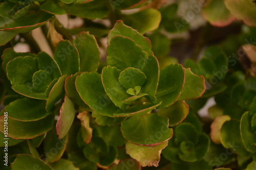Suculenta leaf close up in the garden