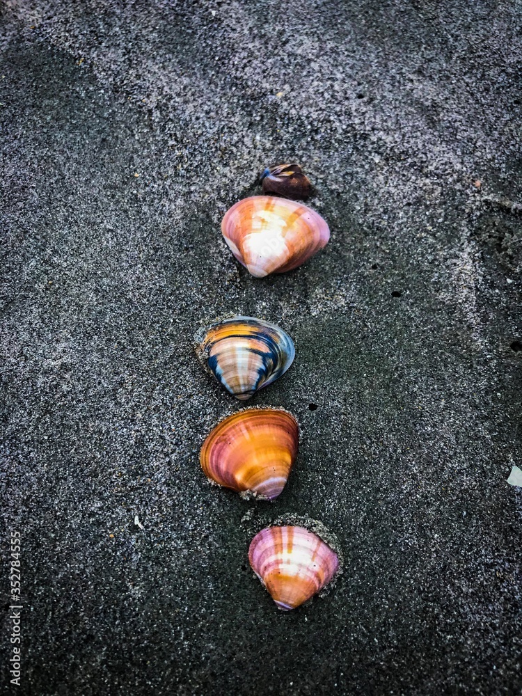 Obraz premium colorful shells on the beach