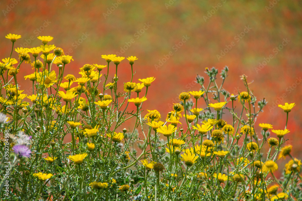 Blumenwiese auf Sizilien