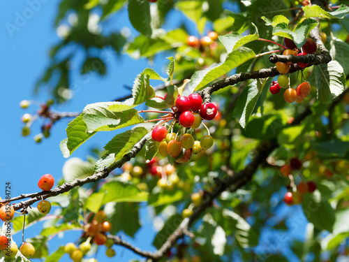 Prunus cesarus | Cerisier ou griottier aux branches garnies de drupes ou cerises rouges photo