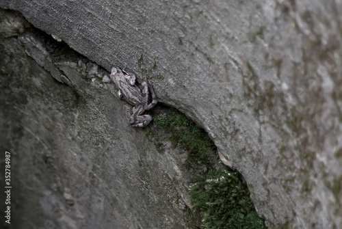 A frog sits on the wall of an old well