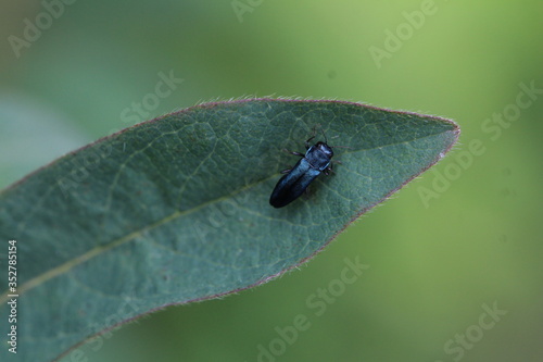 Heckenkirschenprachtkäfer - Agrilus cyanescens photo