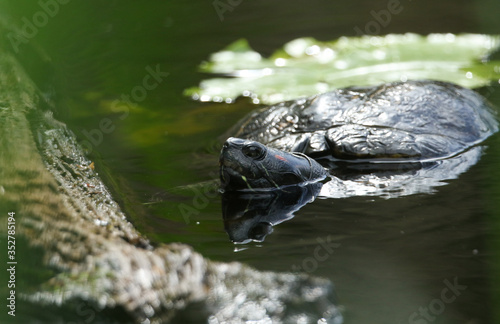 A hunting Yellow-bellied Slider, Trachemys scripta, or water Turtle swimming in a pond. Its reflection showing in the water.