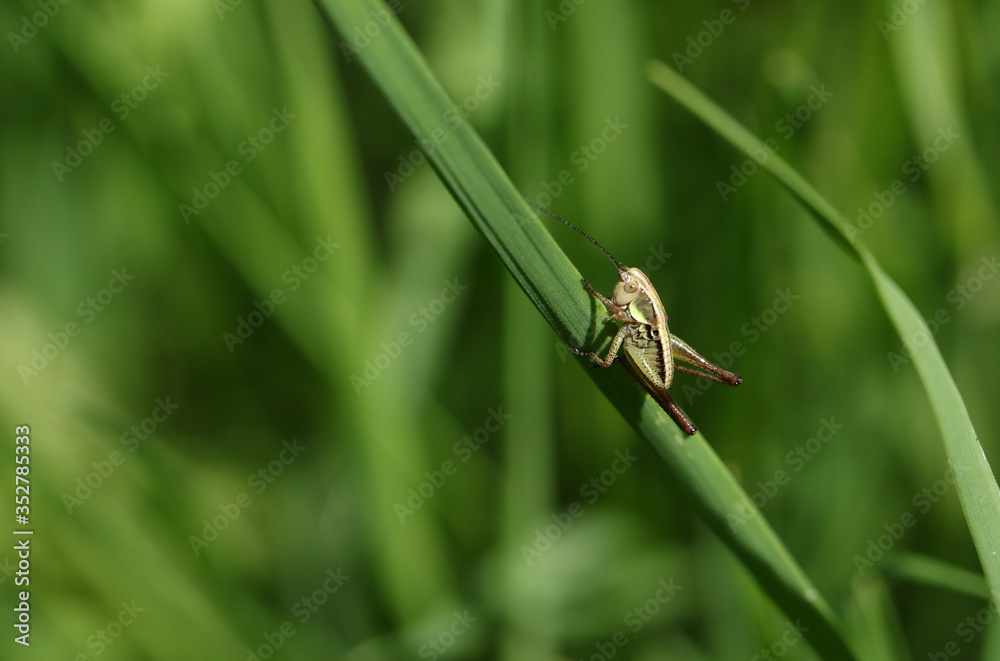 A young Roesel's Bush-cricket, Metrioptera roeselii, perched on a blade of grass in spring.