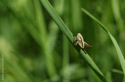 A young Roesel's Bush-cricket, Metrioptera roeselii, perched on a blade of grass in spring.
