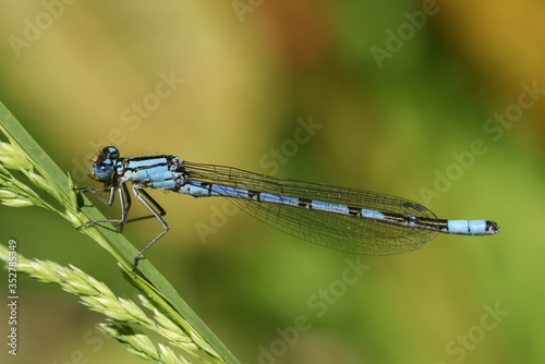A newly emerged Common Blue Damselfly,  Enallagma cyathigerum, perching on a grass eating an insect.
