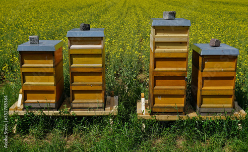 Bienenstöcke an einem Rapsfeld