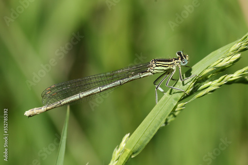 A newly emerged female White-legged Damselfly, Platycnemis pennipes, perching on grass in springtime.