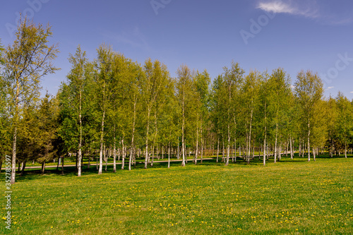 The gorgeous landscape of a field of dandelions and young birch. Russian nature. © Sergey Potapov