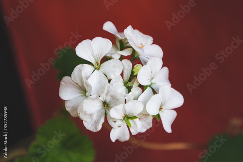 Close up of white flowers in bloom