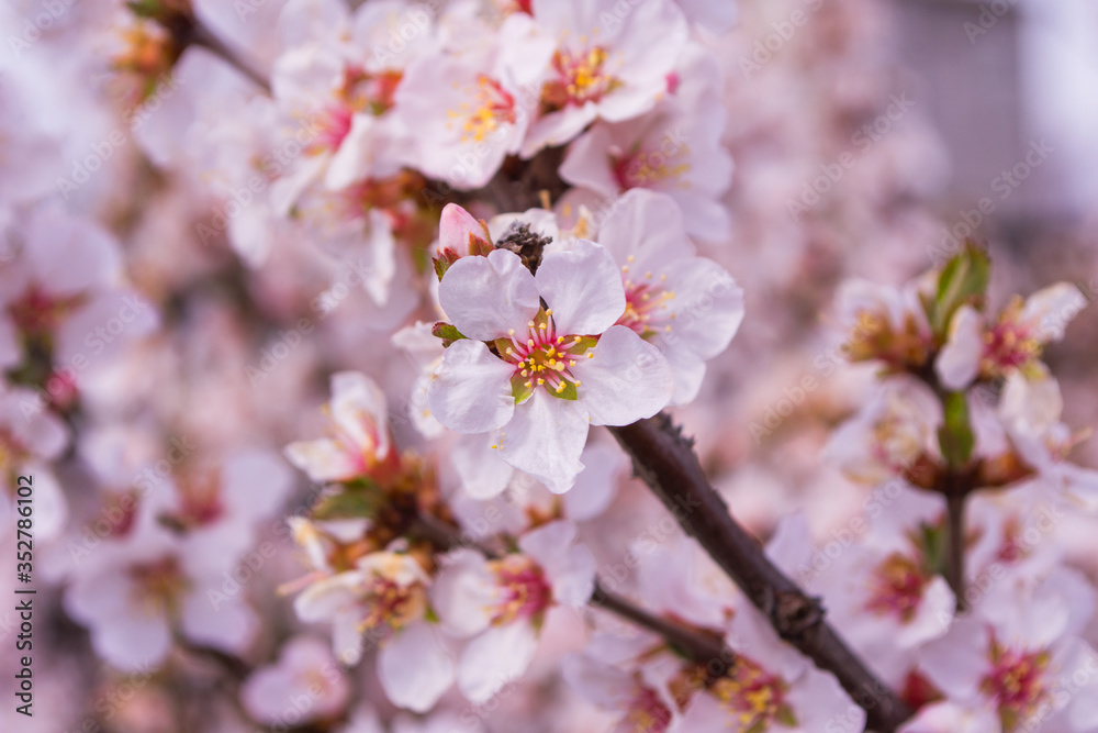 Spring flowers. Blooming cherry flowers. Close-up of blooming cherry flowers with blur background.