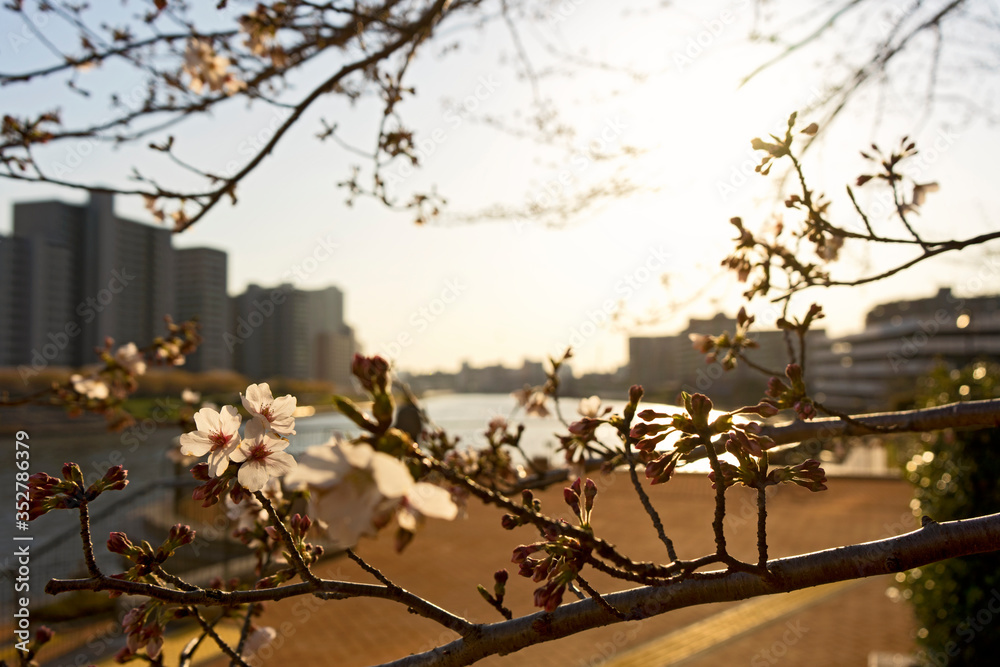 夕暮れの桜 夕暮れの桜