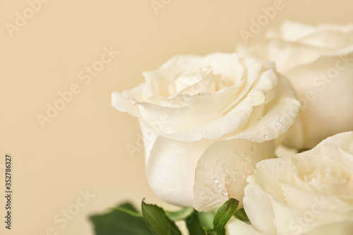 Beautiful white roses on color background  closeup