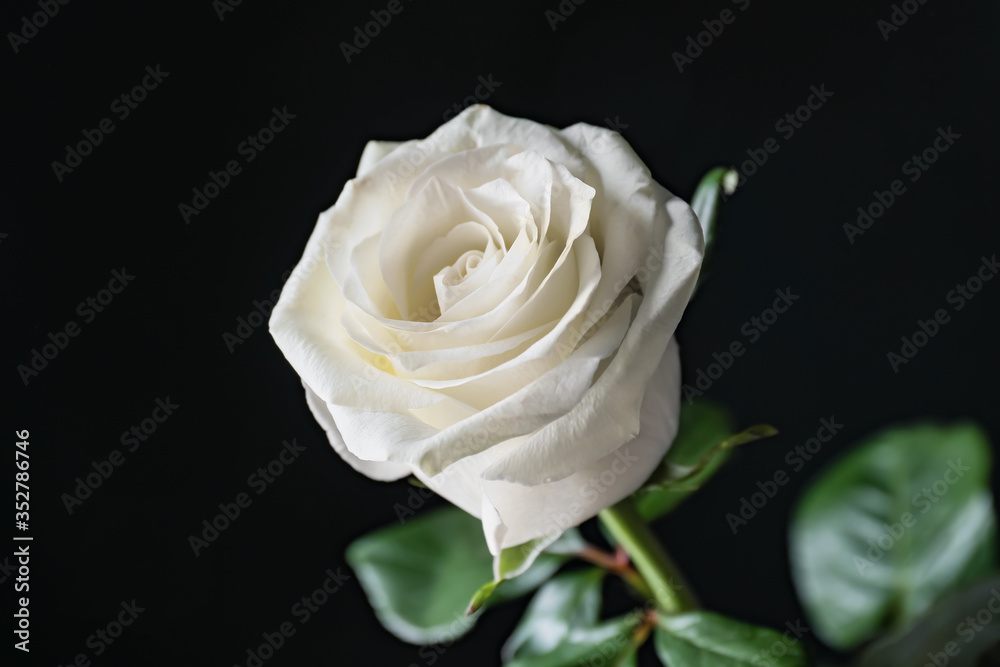 Fototapeta premium Beautiful white rose on dark background