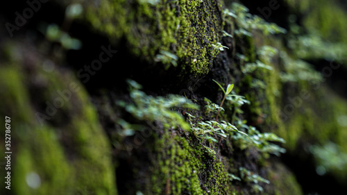 green moss on the stone