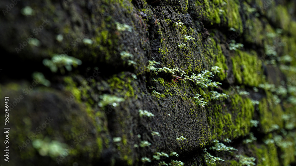 moss on stone moss on stone