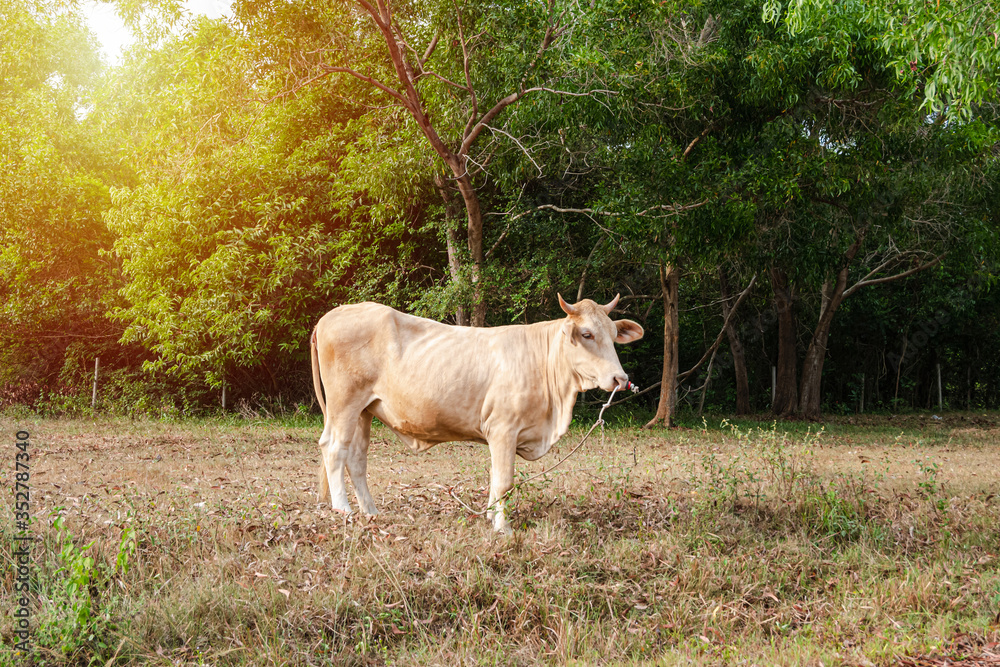 The cows were raised, allowing them to feed naturally, with hundreds of ropes on the nose to define the boundaries. The cows were raised, allowing them to feed naturally, with hundreds of ropes on the nose to define the boundaries.