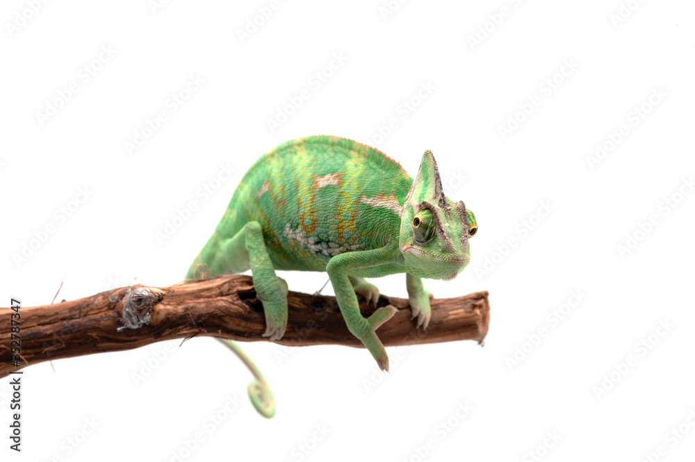 Obraz premium The Veiled Chameleon sitting on a branch isolated on white background