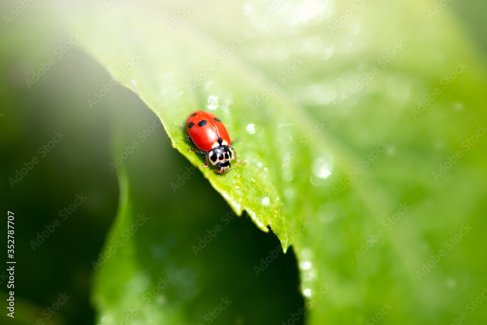 Ladybug sitting on green leaf on a sunny spring or summer day, clean environment eco background with fresh juicy tree foliage close-up, beautiful nature and macro world Ladybug sitting on green leaf on a sunny spring or summer day, clean environment eco background with fresh juicy tree foliage close-up, beautiful nature and macro world