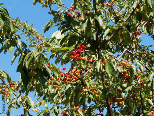 Cerisiers (Prunus cesarus) aux branches garnies de cerises en cours de maturation dans la vallée des cerisiers ou vallée d'Eggen dans le sud de la Forêt-Noire