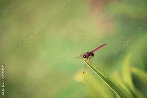 Red Dragonfly on a leaf with green background.