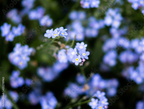 Forget-me-Not in a close-up