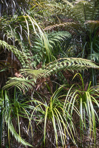 Flora  New Zealand