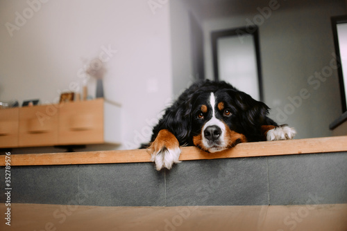 Foto cute bernese mountain dog lying down indoors