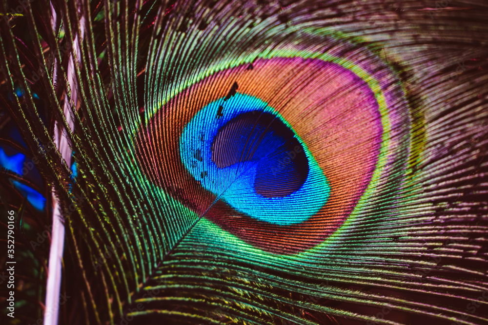 Obraz premium Close up bright peacock feather