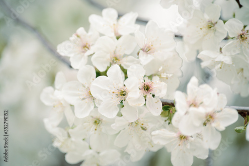 Lush flowering cherry tree in the garden. White delicate cherry flowers. Floral seasonal background.
