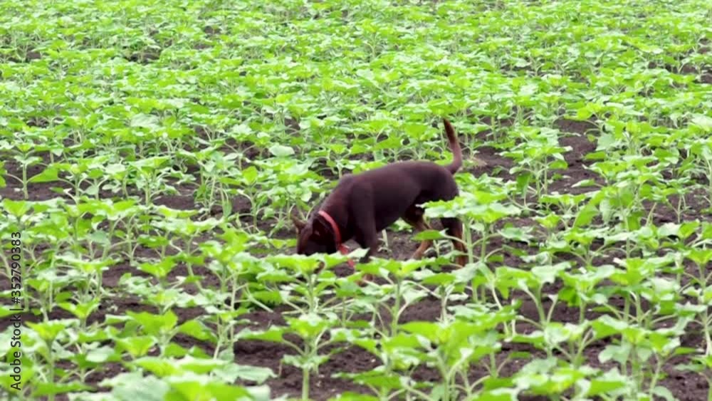 australian kelpie dog runs something looking in the field australian kelpie dog runs something looking in the field