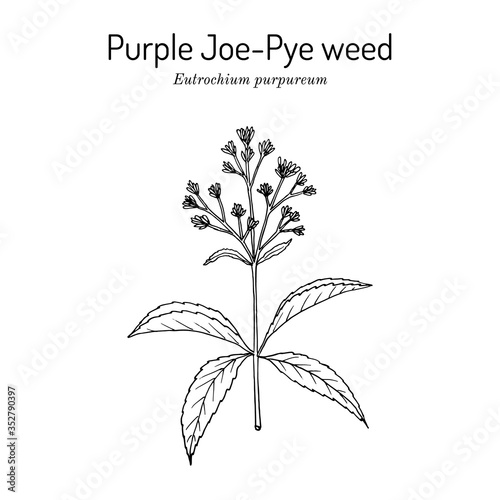 Purple Joe-Pye weed Eutrochium purpureum , medicinal plant