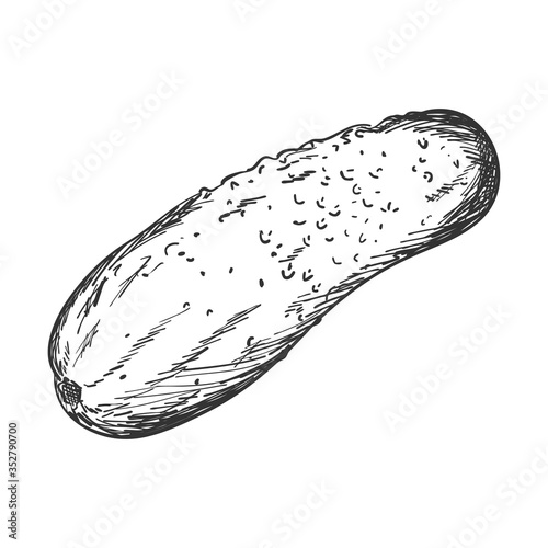 Sketch of a fresh cucumber. Side view. Cucumber, gherkin.Black-and-white vector illustration for recipes, menus, and packaging. Hand drawn, isolated on a white background