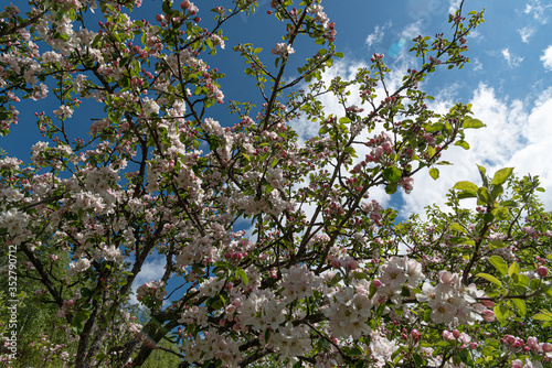 Branches of a blooming apple tree in the garden