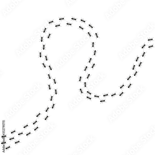 Ant trail background. Walking or marching ants. Vector illustration.